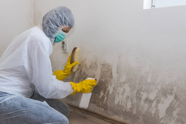 Best Real Estate Mold Inspection  in Olathe, CO